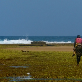 Woman looking for mussels in low tide.